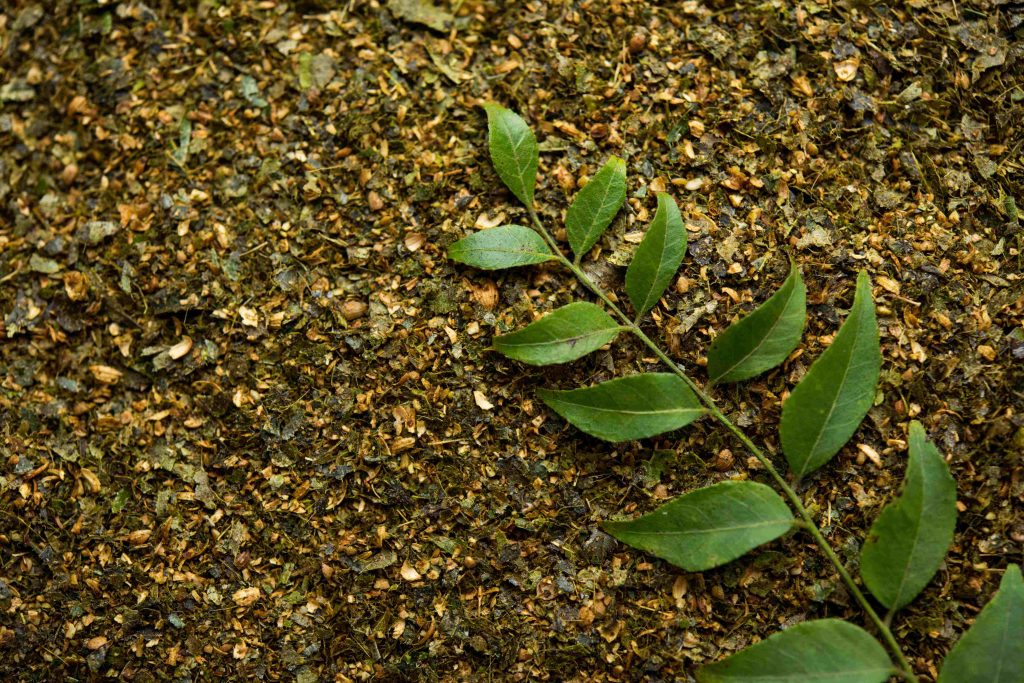 curry-leaf-powder-2026-01-07-00-47-06-utc